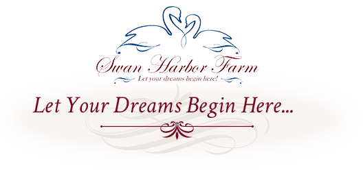 Let Your Dreams Begin Here